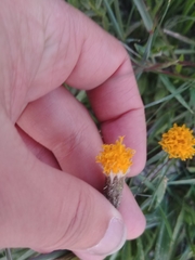 Raillardella scaposa