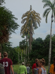 Corypha umbraculifera