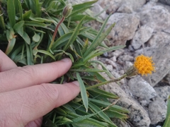 Raillardella scaposa