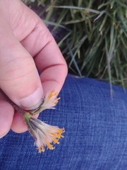 Raillardella scaposa