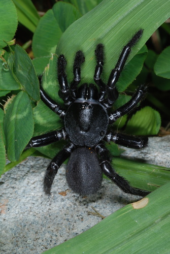 Ummidia