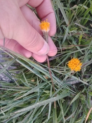 Raillardella scaposa