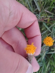 Raillardella scaposa