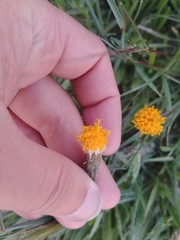 Raillardella scaposa