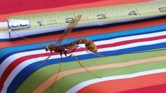 Megarhyssa macrurus icterosticta