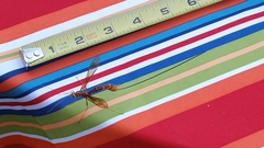 Megarhyssa macrurus icterosticta