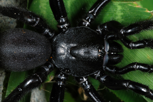 Ummidia