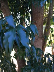 Syzygium floribundum