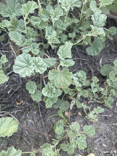 iNaturalist observation photo of alkali mallow