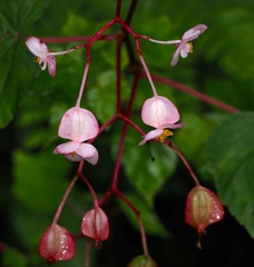 Begonia sonderiana, photograph (c) desertnaturalist, some rights reserved (CC BY)