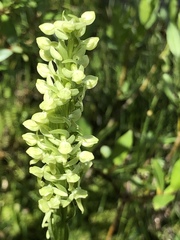 Platanthera huronensis