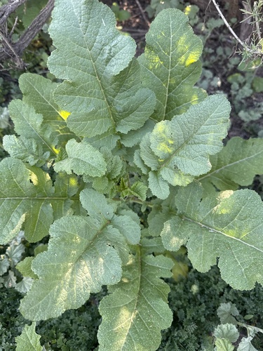 iNaturalist observation photo of Black Mustard