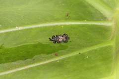 Cercidocerus erubescens