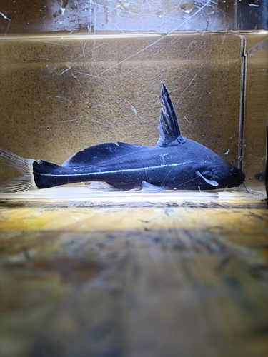 Black lancer catfish (Bagrichthys macracanthus) — Bagridae — 3