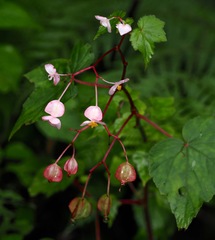 Begonia sonderiana, photograph (c) desertnaturalist, some rights reserved (CC BY)