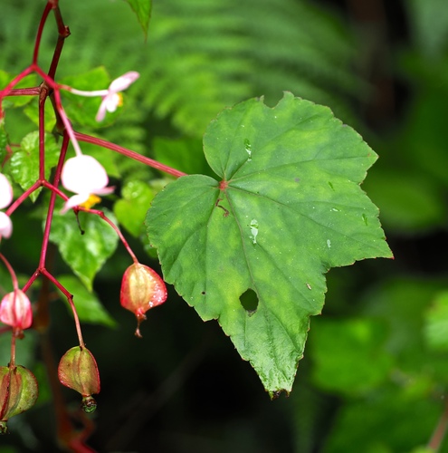 Begonia sonderiana