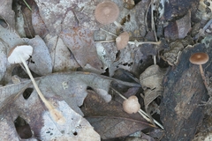 Collybiopsis biformis