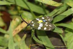 Eterusia aedea formosana