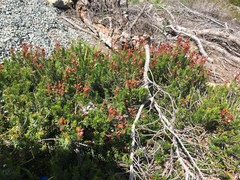 Phyllodoce empetriformis