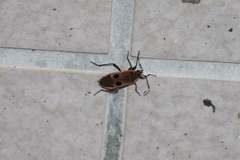 Physopelta fusciscutellata