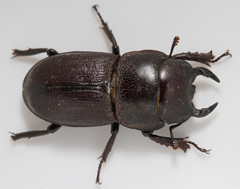 Dorcus brevis