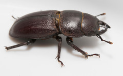 Dorcus brevis