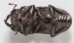 Dorcus brevis