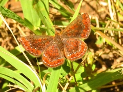 Calephelis muticum