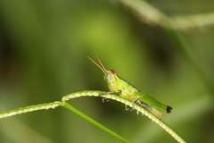 Pseudoxya diminuta