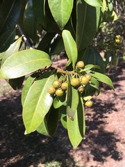 Xanthostemon chrysanthus