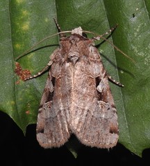 Xestia normanianus