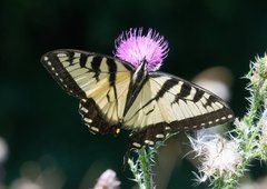 Papilio canadensis × glaucus