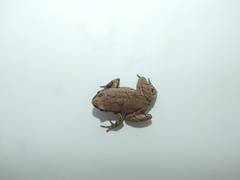 Hamptophryne boliviana