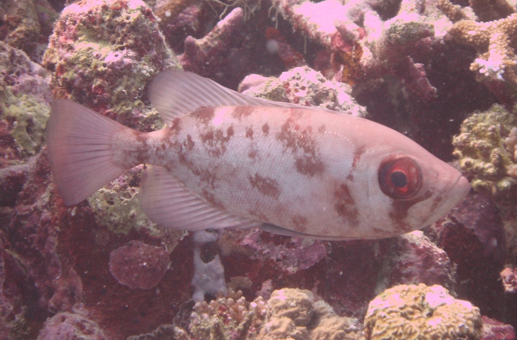 Bloch's bigeye (Priacanthus blochii) — Priacanthidae