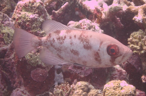 Bloch's Bigeye — seen at this dive site