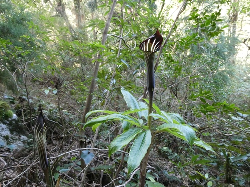 Arisaema japonicum iNat (2)