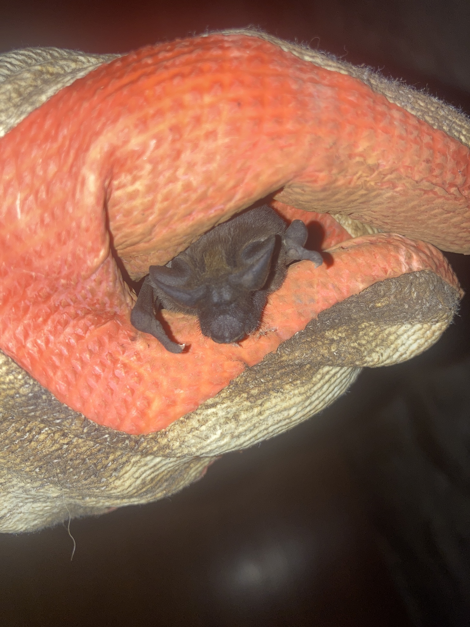 Seychelles Free-Tailed Bat photo 3