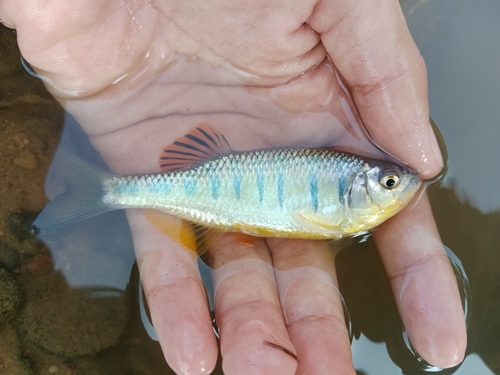 Pretty barb (Opsarius pulchellus) — Cyprinidae — 2