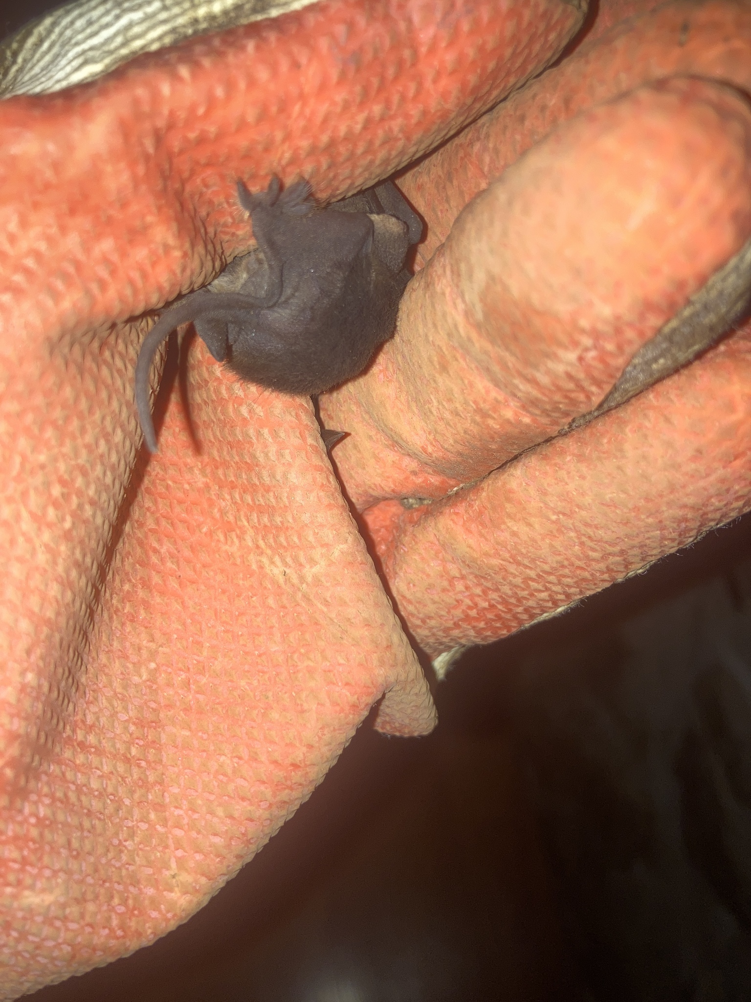 Seychelles Free-Tailed Bat photo 4