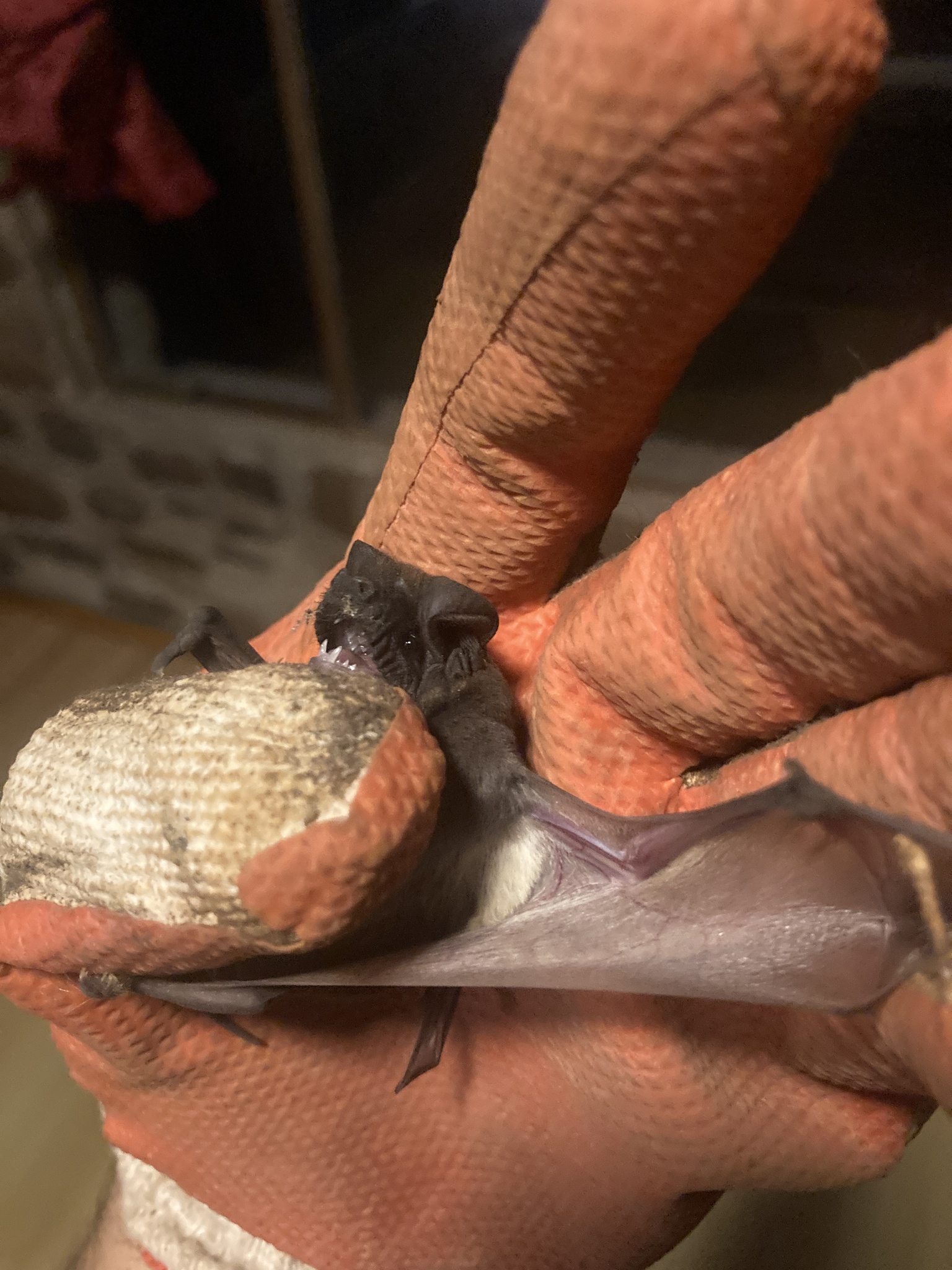 Seychelles Free-Tailed Bat photo 5