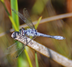 Nannothemis bella