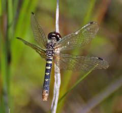 Nannothemis bella