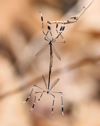 Eastern Phantom Crane Fly photographed in Tennessee