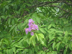 Lagerstroemia
