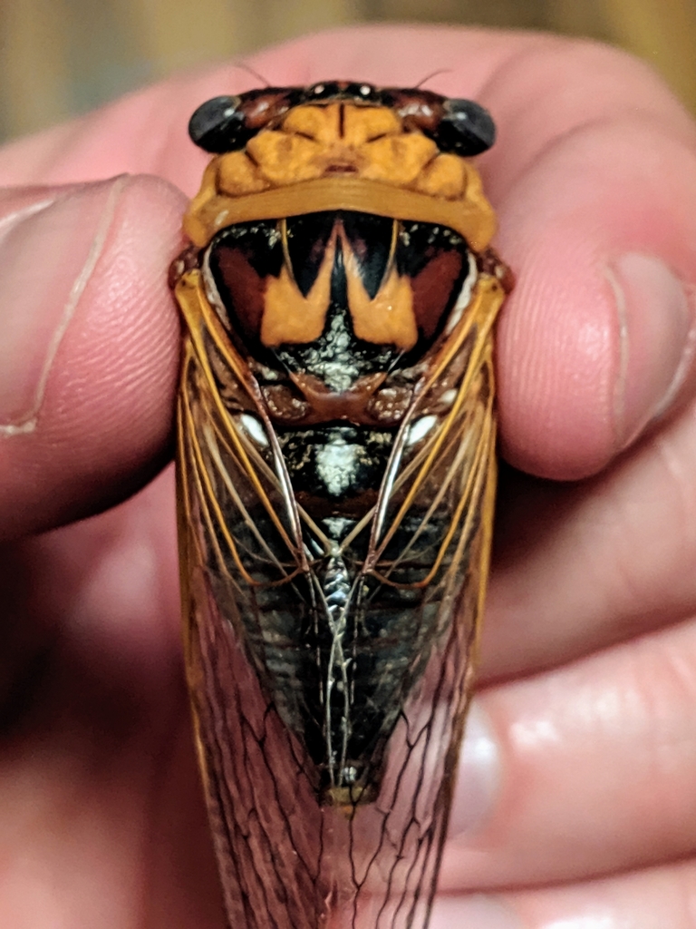 Tibicen pronotalis