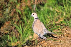 Streptopelia roseogrisea