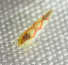 Zygina flammigera
