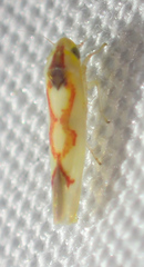 Zygina flammigera