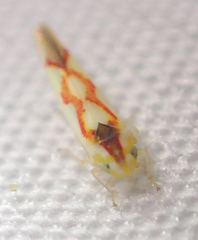 Zygina flammigera