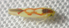 Zygina flammigera